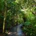 Cape Tribulation_Boardwalk